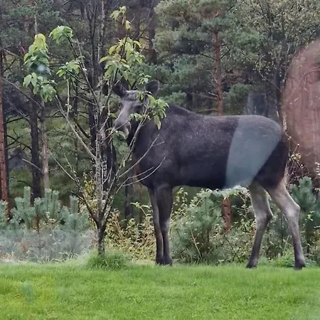 Animal Trail * Саннес