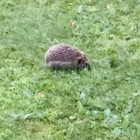 Holiday home Animal Trail