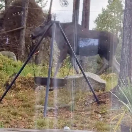 Animal Trail *