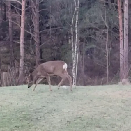 Holiday home Animal Trail