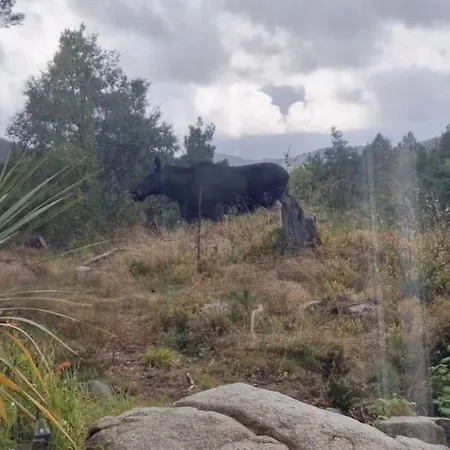 Animal Trail Sandnes (Rogaland)