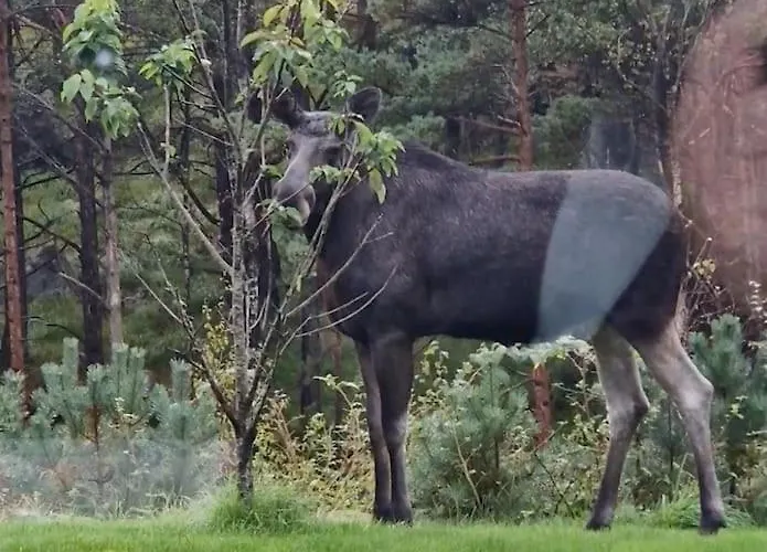 Animal Trail * Sandnes (Rogaland)