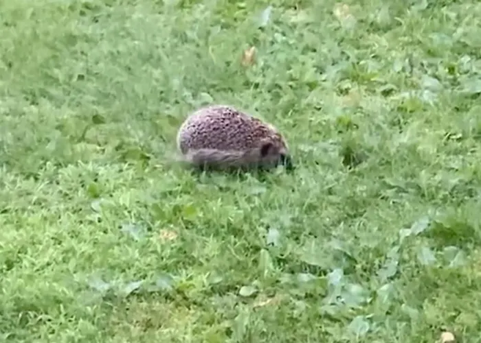 Σπίτι διακοπών Animal Trail