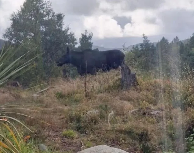 Animal Trail Sandnes (Rogaland)
