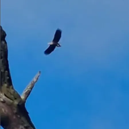 Animal Trail ساندنيس