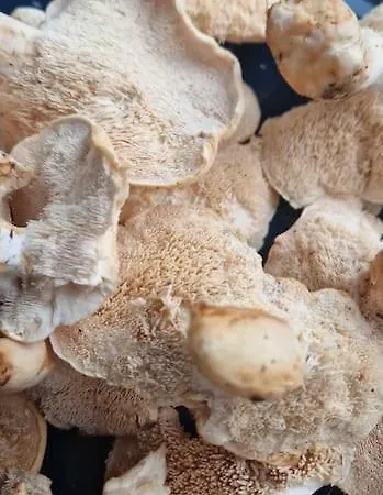 بيت للعطل Animal Trail *